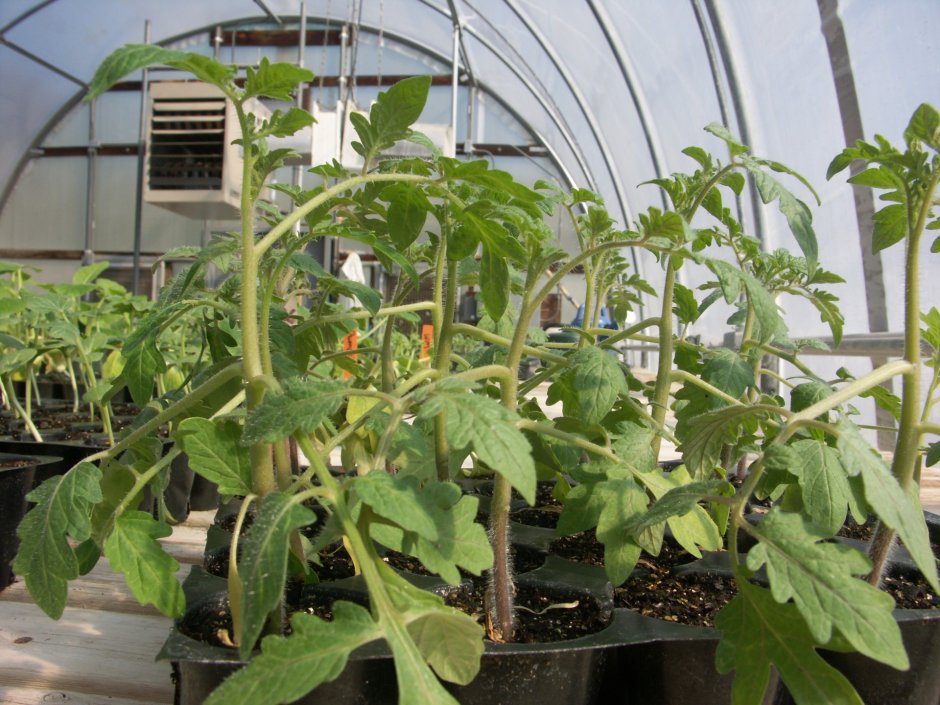 Рассадка томатов в теплице