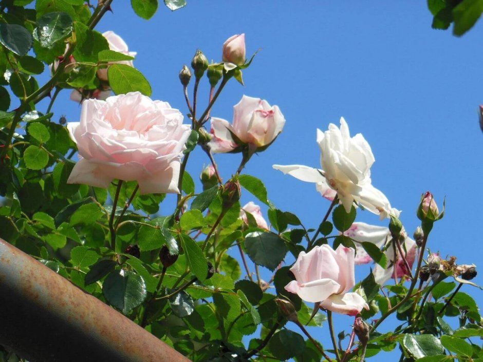 Плетистые розы Нью Доун
