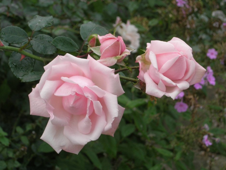 Плетистые розы Нью Доун