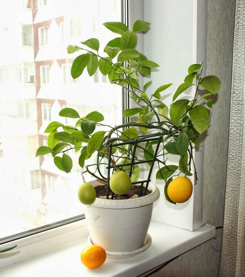 Лимон дерево комнатное