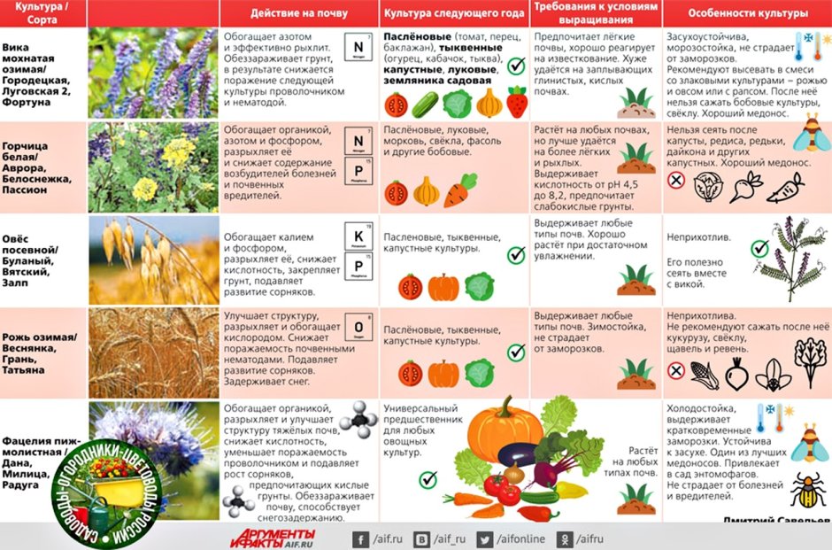 Таблица сидератов для овощных культур