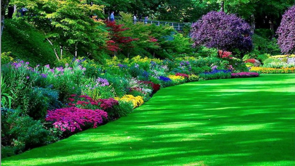 Многолетний красивоцветущий газон