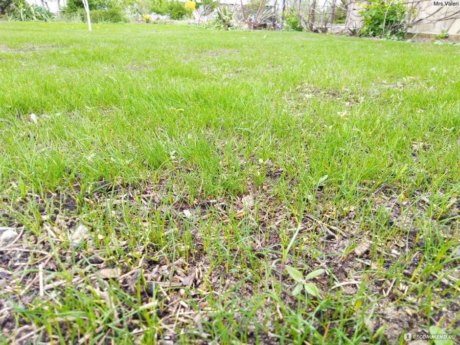 Газонная трава лилипут