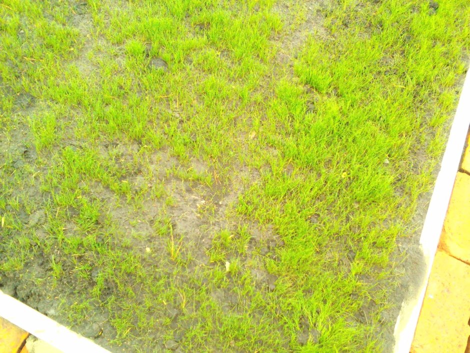 Газонная трава лилипут (8 кг)