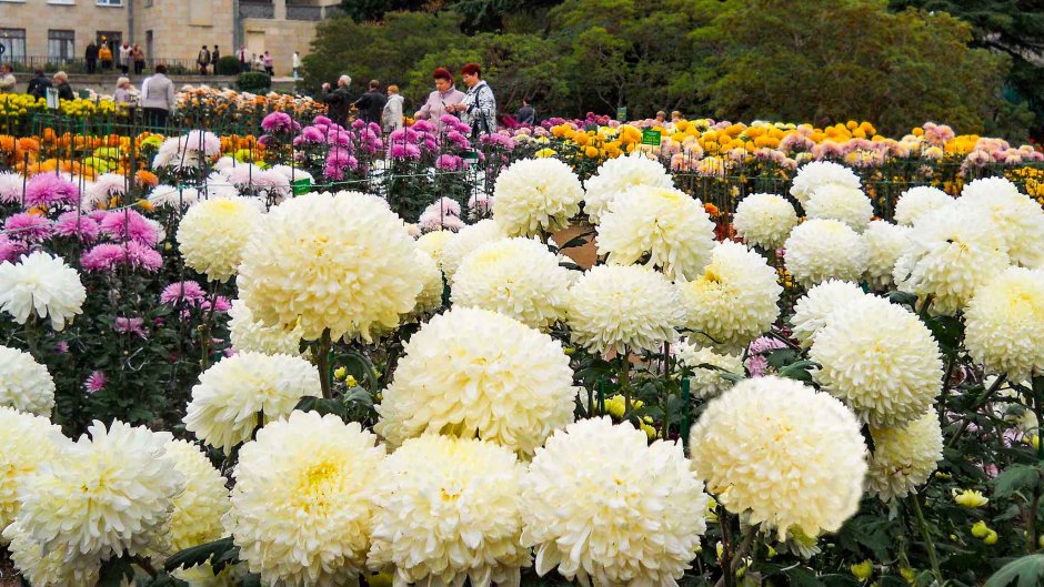 Цветущие хризантемы Никитский сад