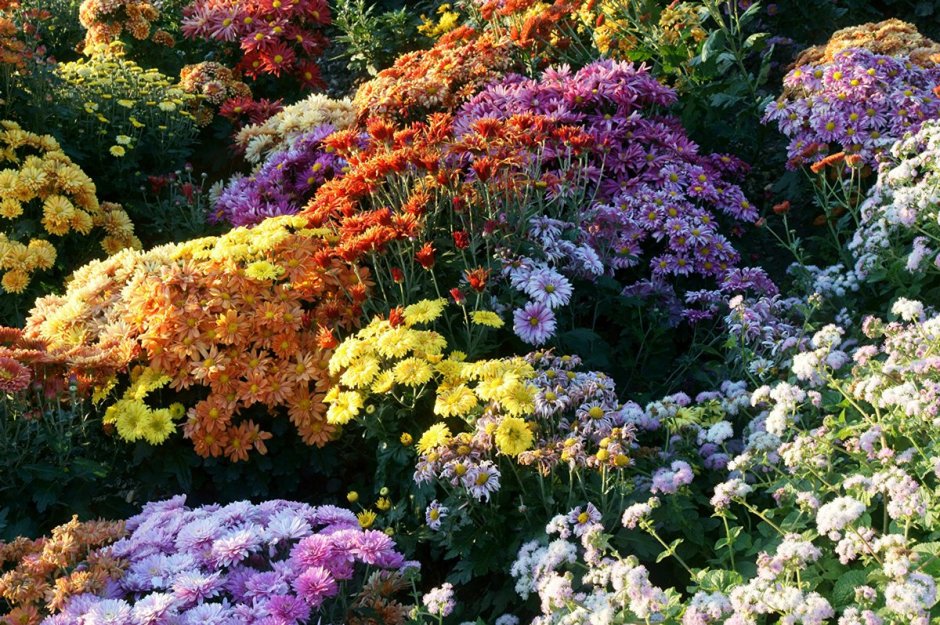 Корейские хризантемы в цветнике