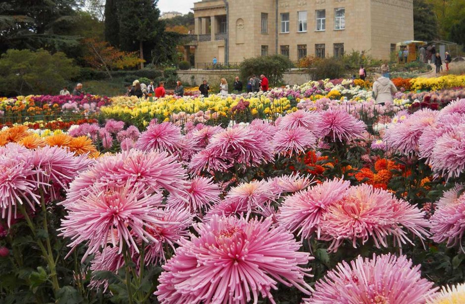 Крым Никитский Ботанический сад хризантемы