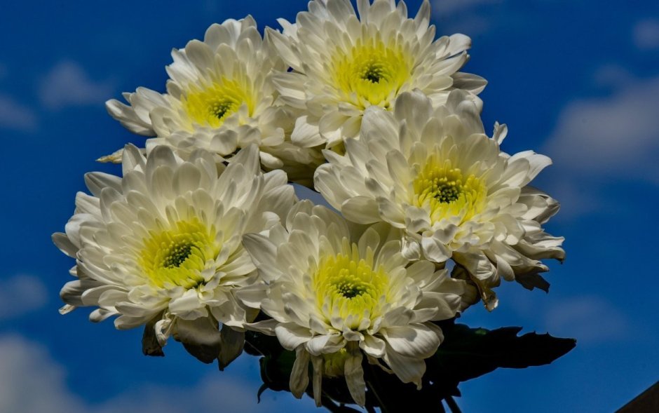 Хризантема кустовая Алтай