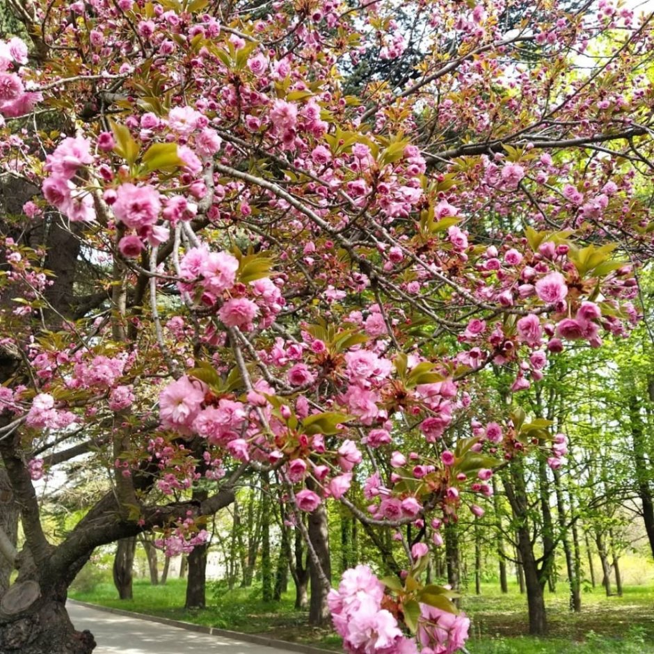 Японский сад в Ботаническом саду Сакура