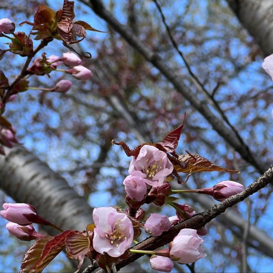 Сакура цветет в Аптекарском огороде