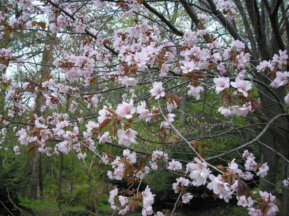 Prunus sargentii вишня Саржента