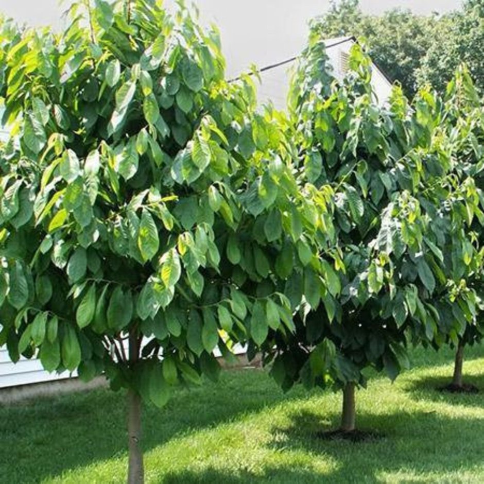 Азимина трехлопастная банановое дерево