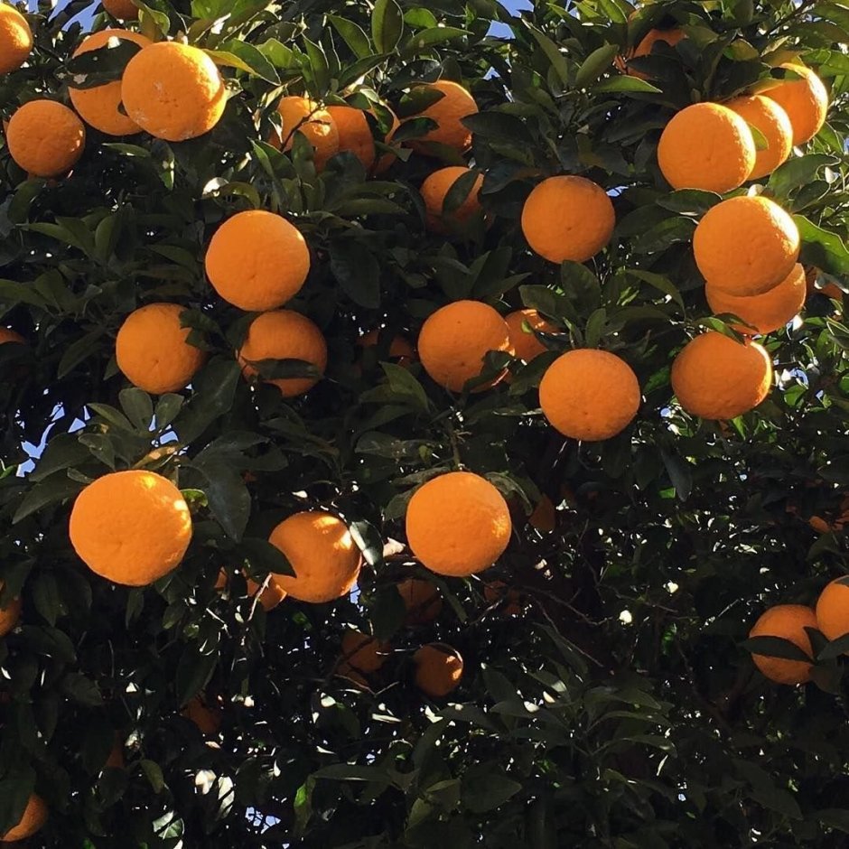 Апельсиновый сад Эстетика