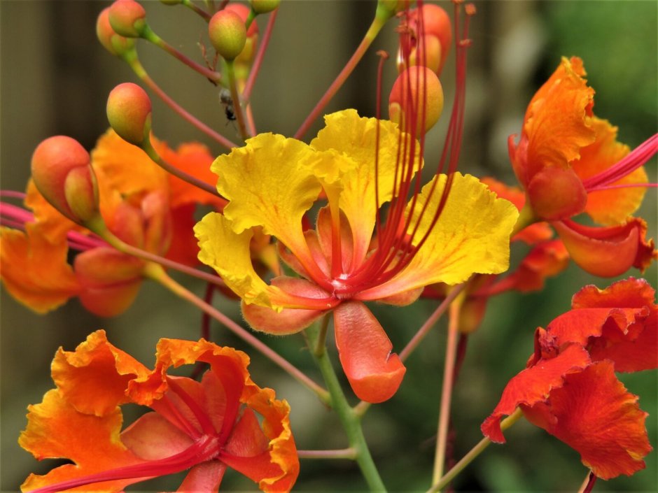 Желтые и оранжевые экзотические цветы