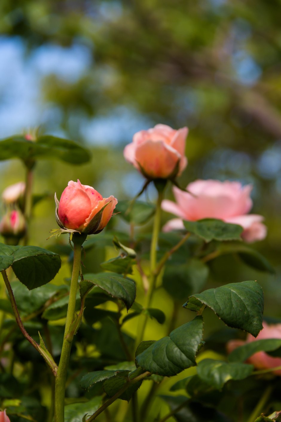 Розовые розы в природе