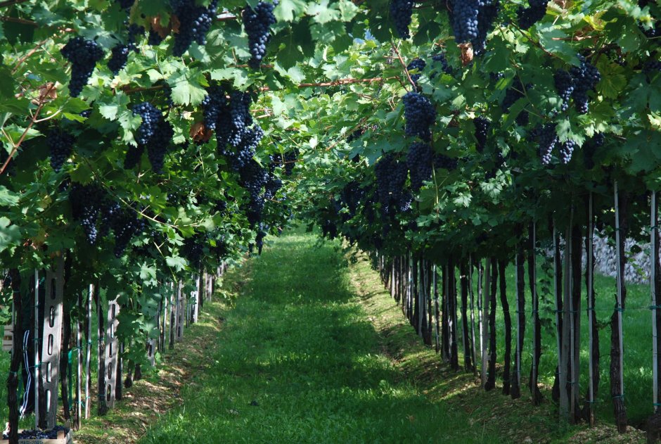 Сады виноград в италий
