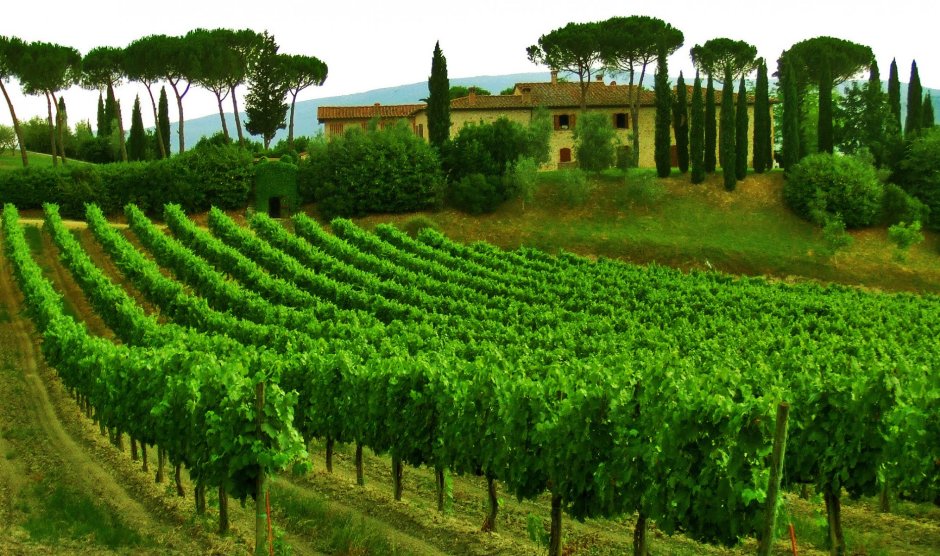 Италия виноградники Тосканы