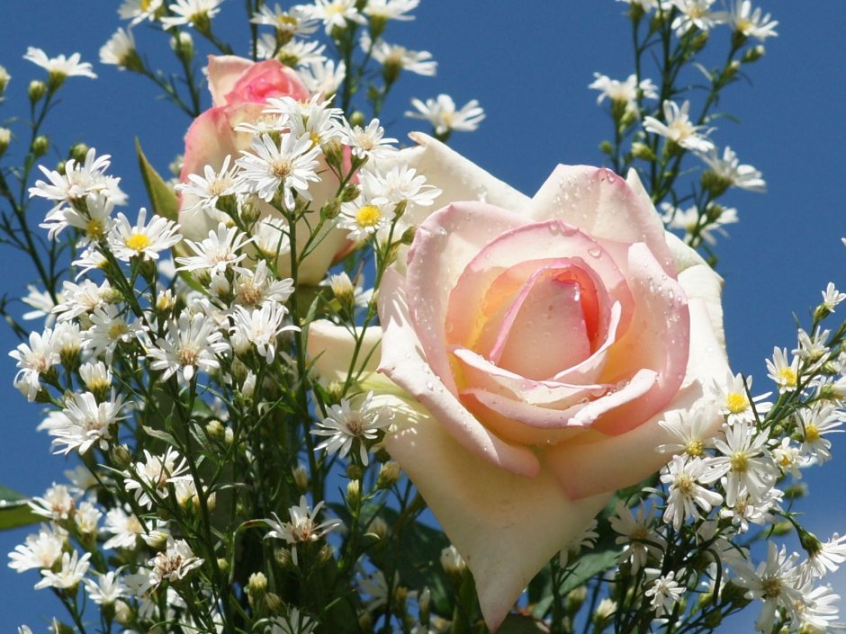 Красивые букеты розы с ромашками