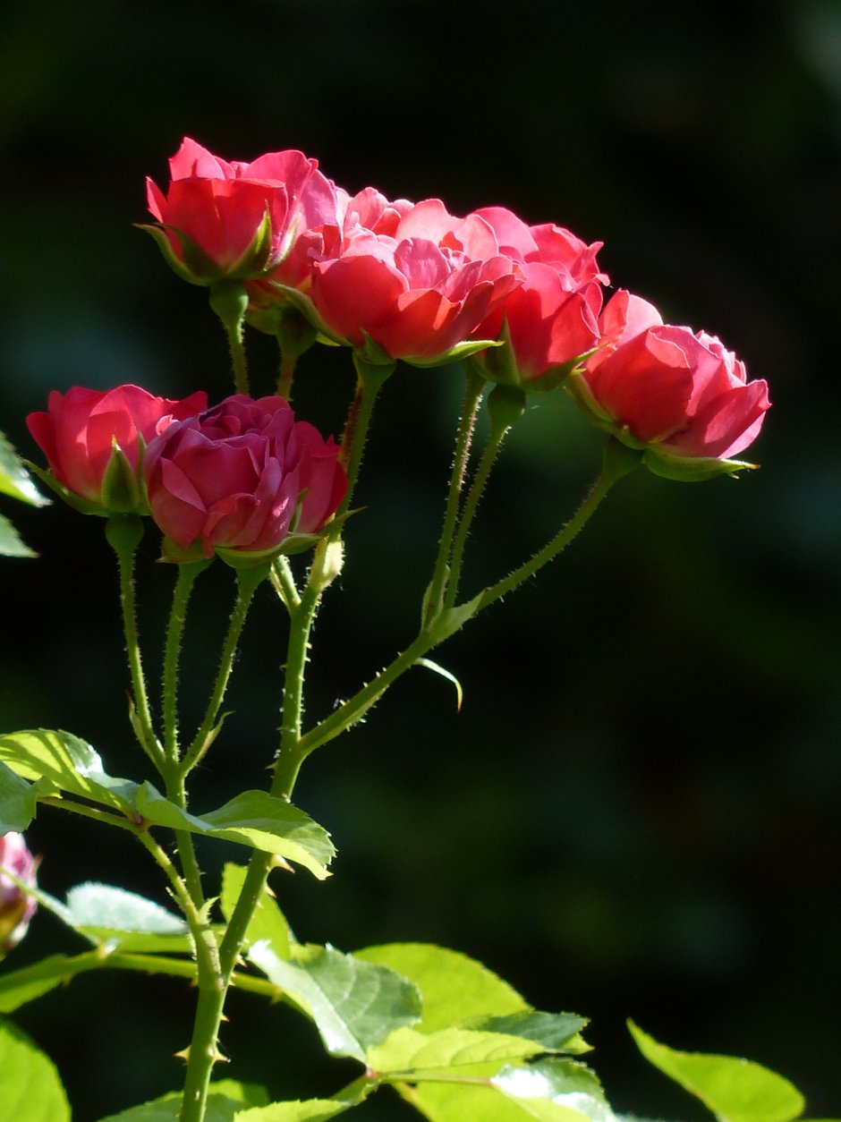 Роза красная мелкоцветковая