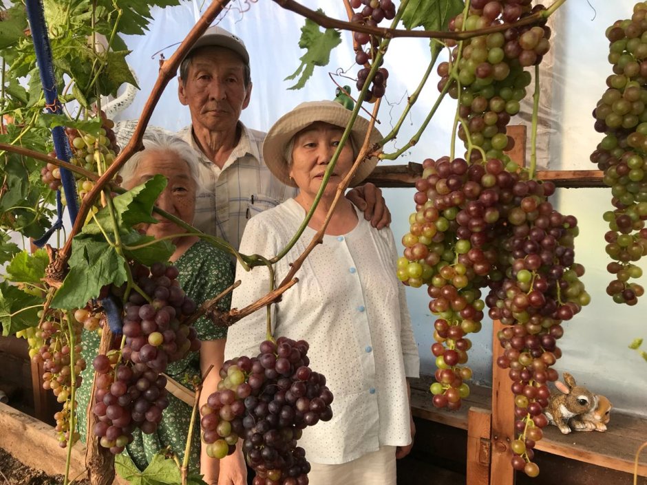 Длинные гроздья винограда