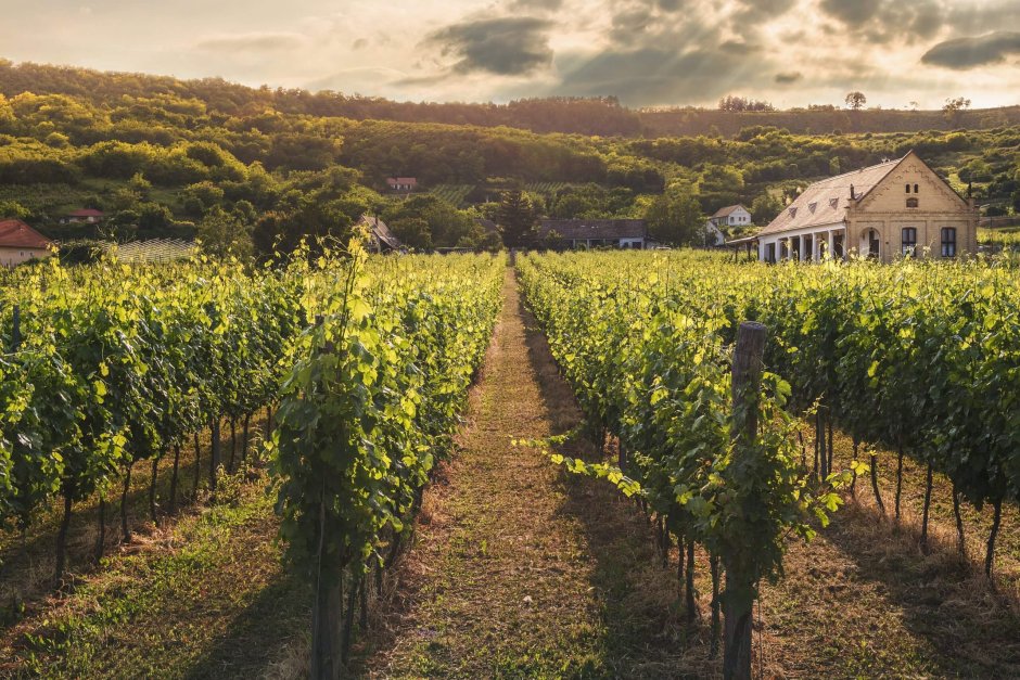 Венето виноделие виноградники