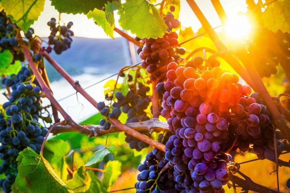 Виноградники гроздями винограда