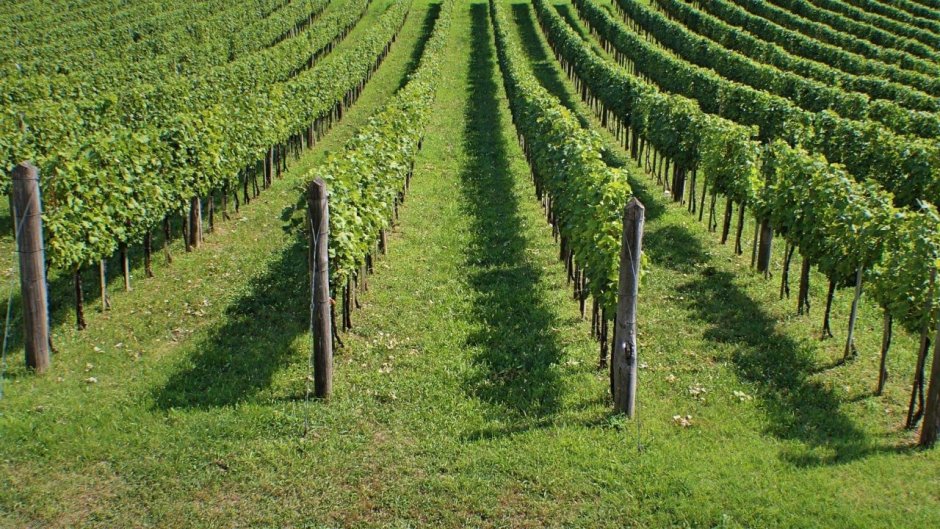Паркент виноградные плантации
