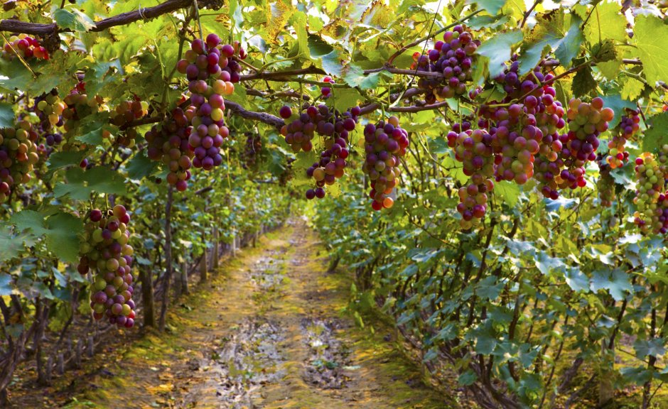 Виноградная лоза Испания
