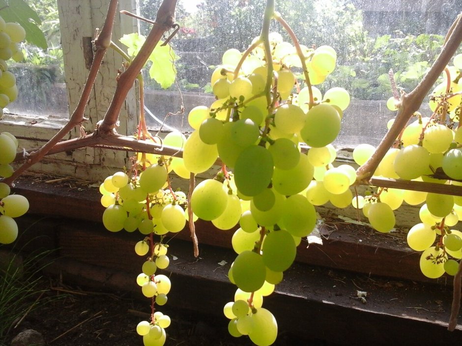 Теплица для винограда