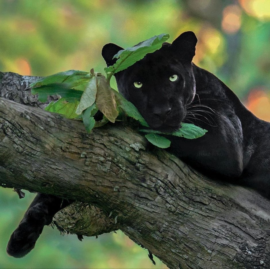 Багира черный леопард