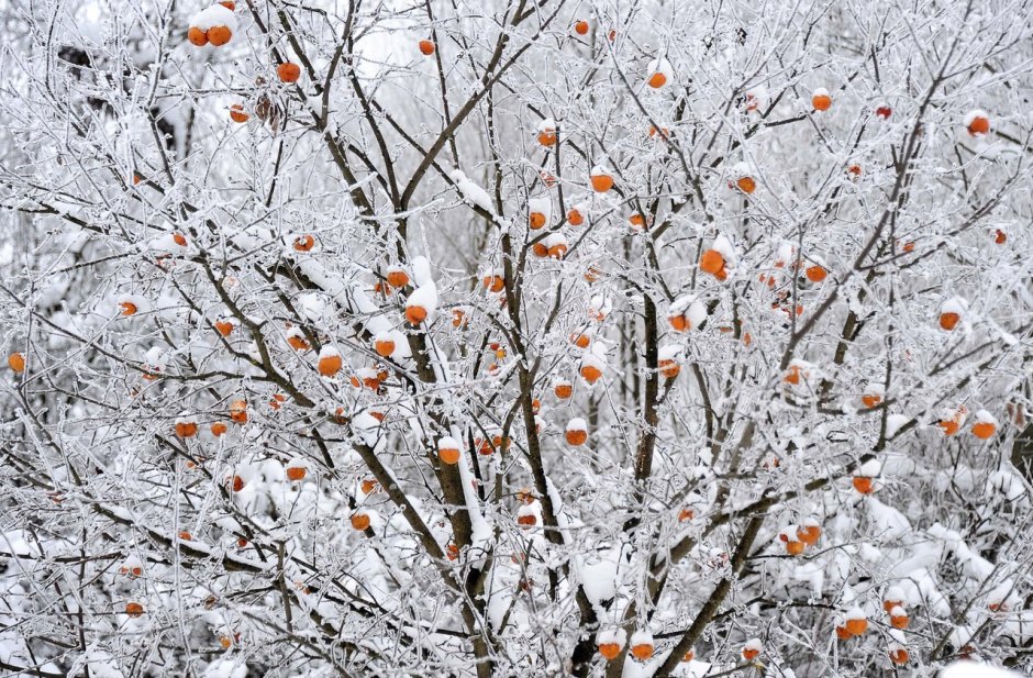 Яблоня в снегу