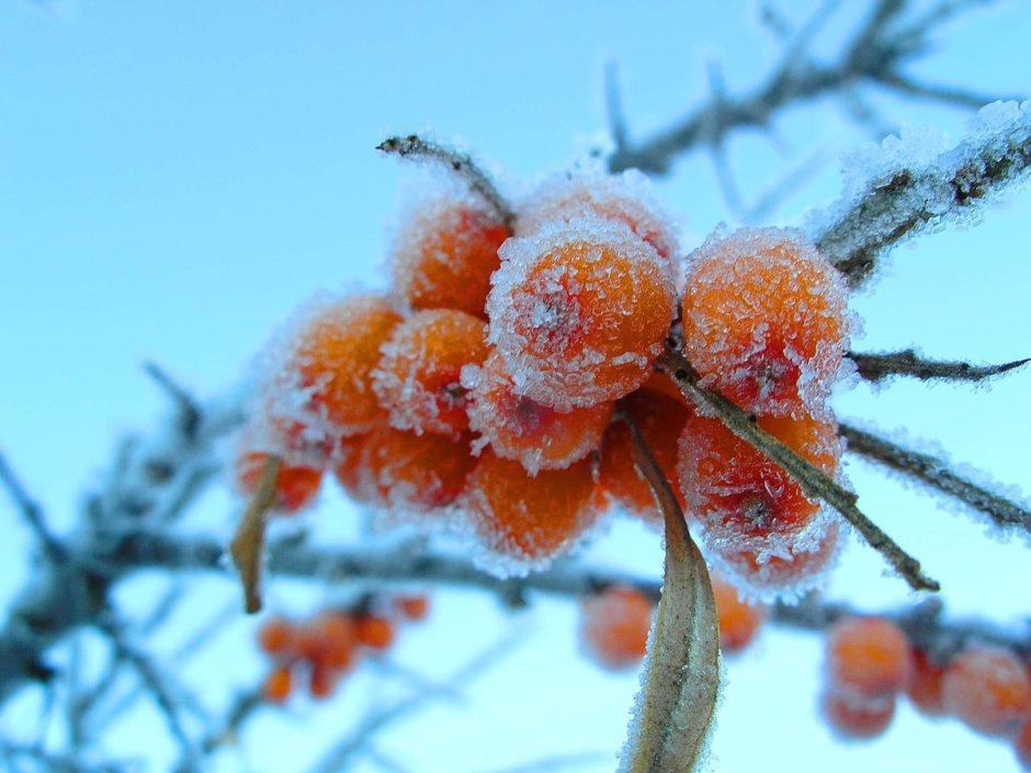 Зимние ягоды облепихи
