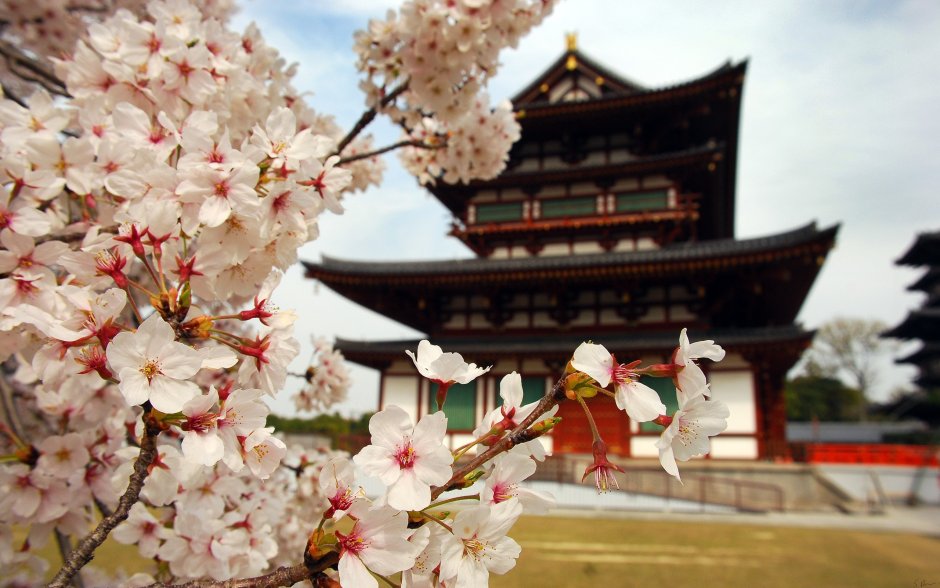 Японская пагода Цветущая Сакура