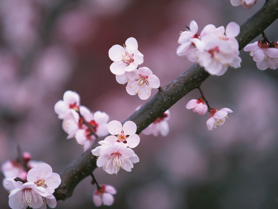 Японские цветы Сакура