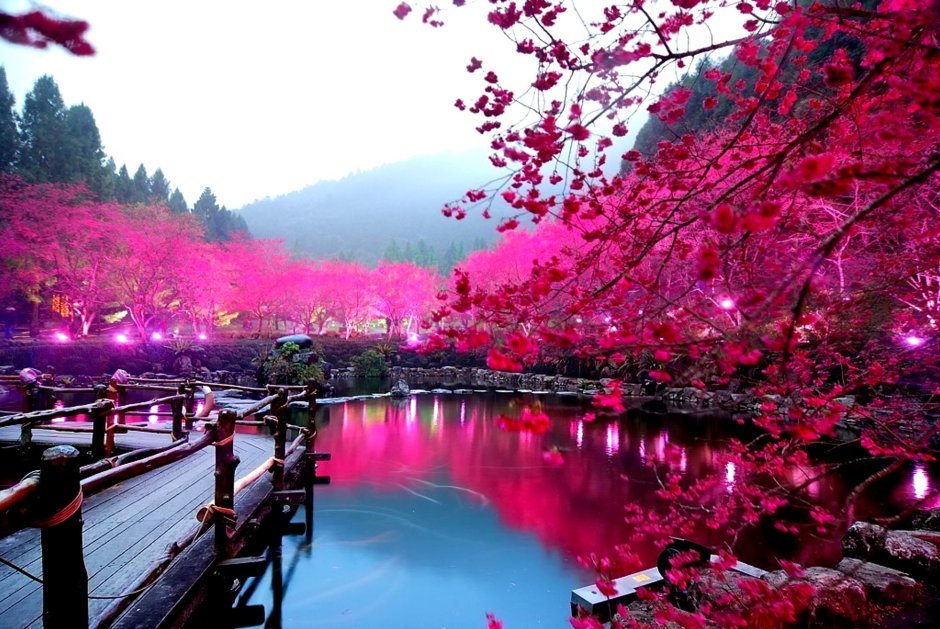 Цветение Сакуры в Китае