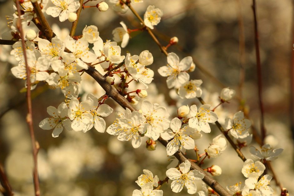 Китайская вишня цветы