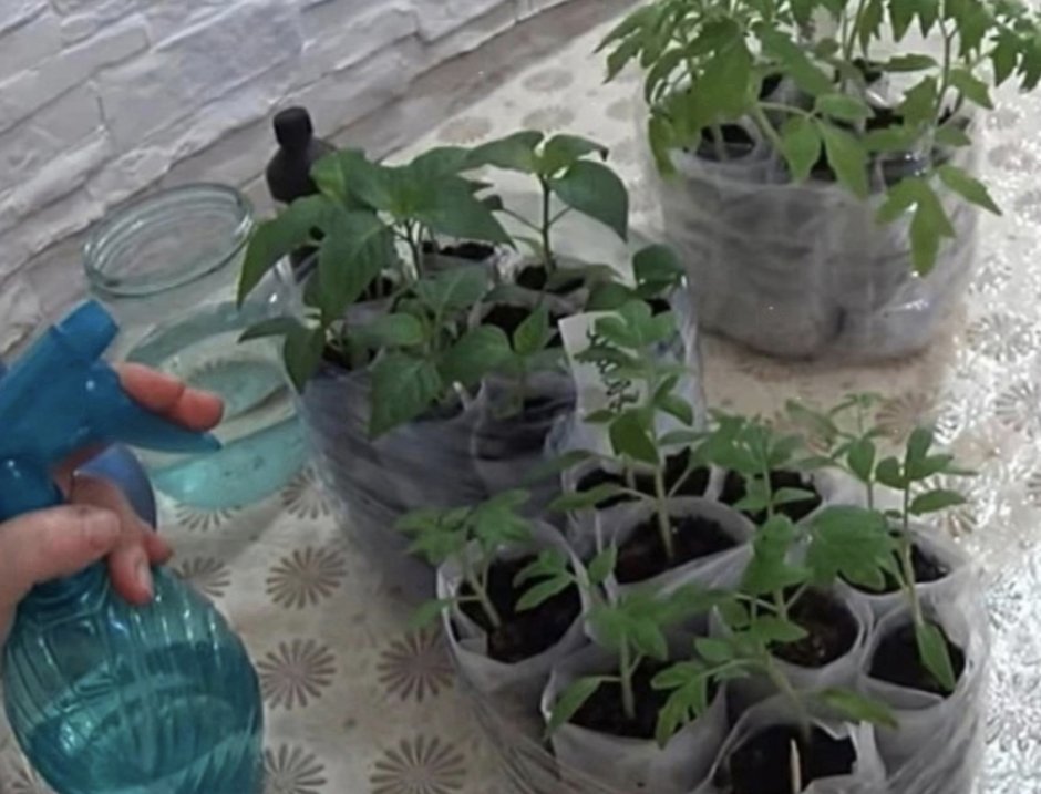Полив рассады томатов перекисью водорода