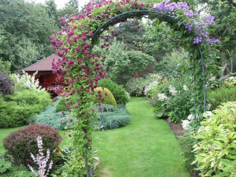 Клематис на садовой арке