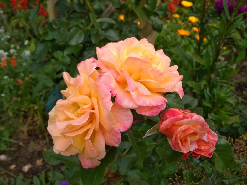 Розы клаймберы сорта