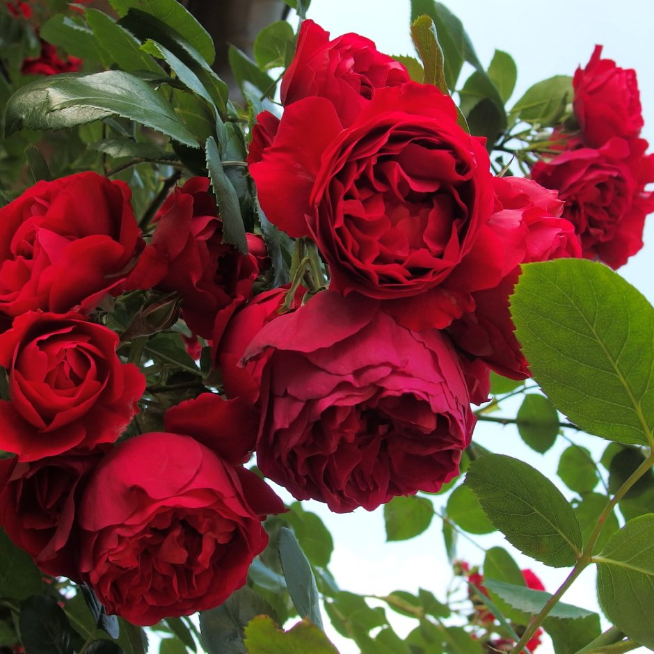 Плетистые розы Флорентина