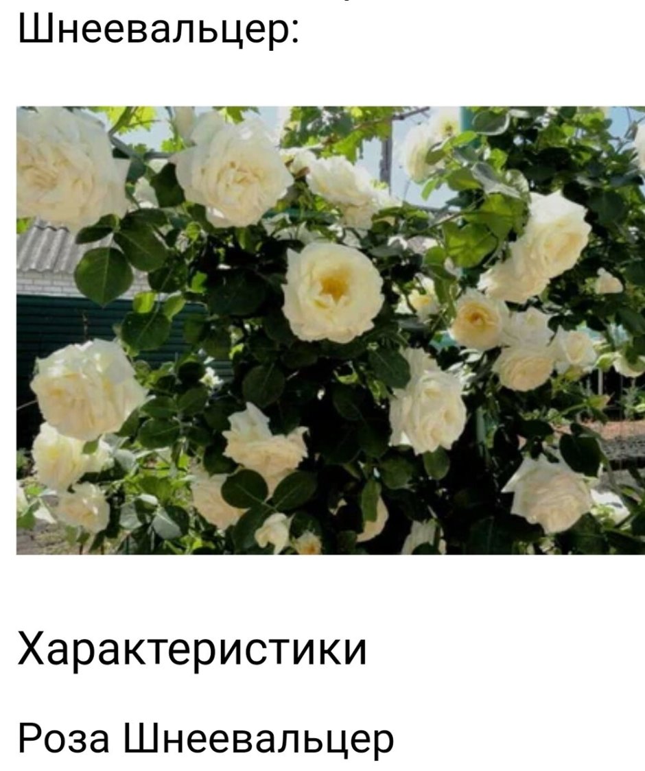 Белая плетистая роза Шнеевальцер