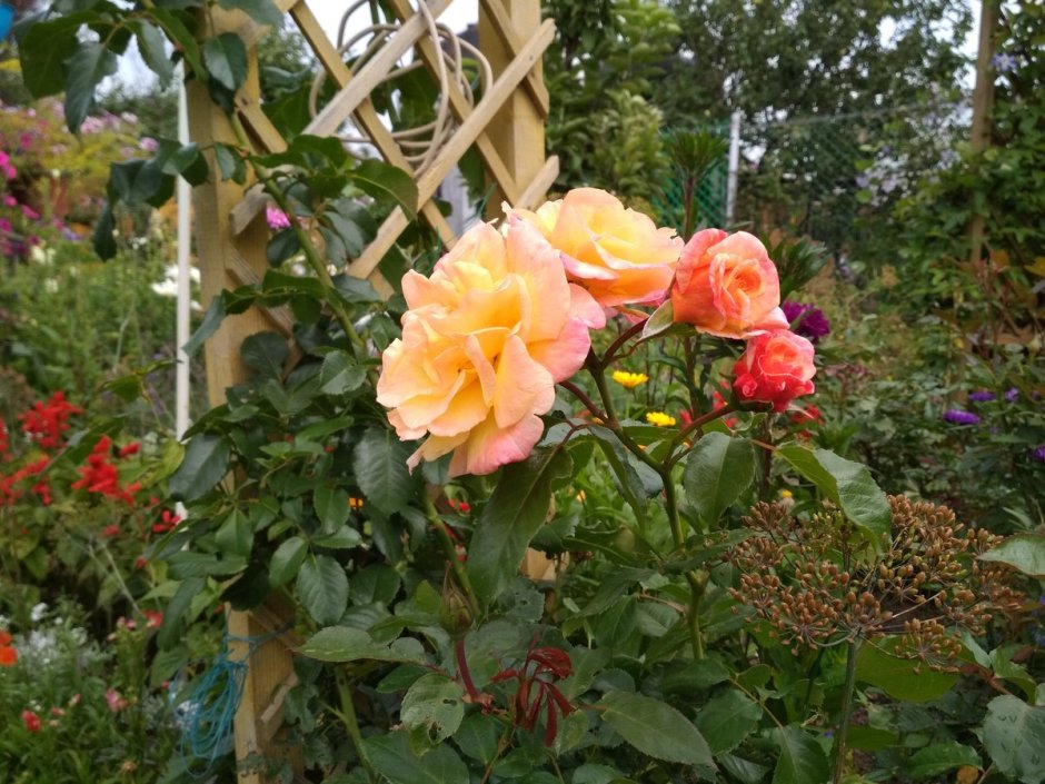 Роза плетистая-клаймбер АЛОХА