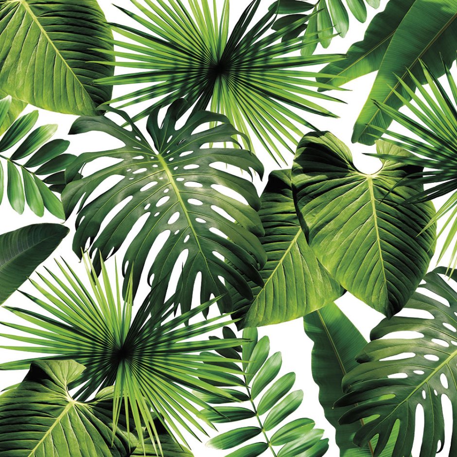 Тропические листья монстеры