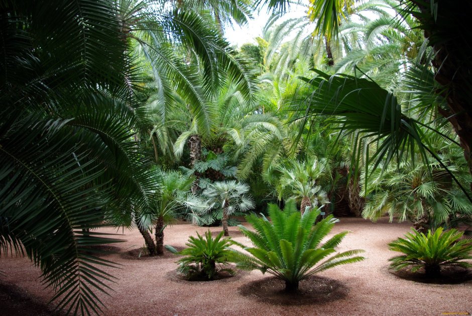 Монако пальмы Ботанический сад
