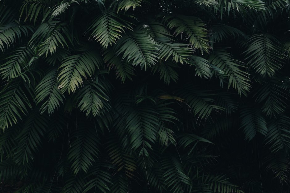 Темный фон с пальмовыми листьями