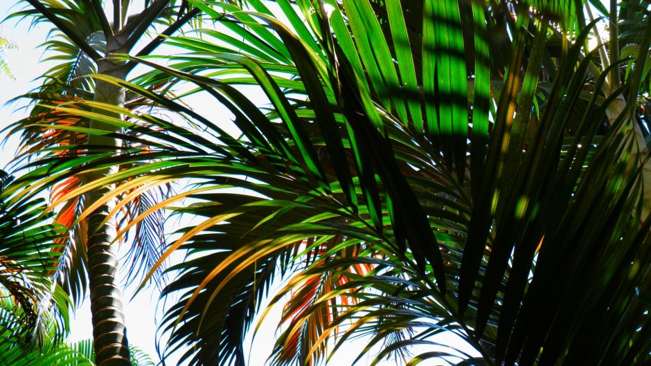 Тропические субтропические растения Пальма финик