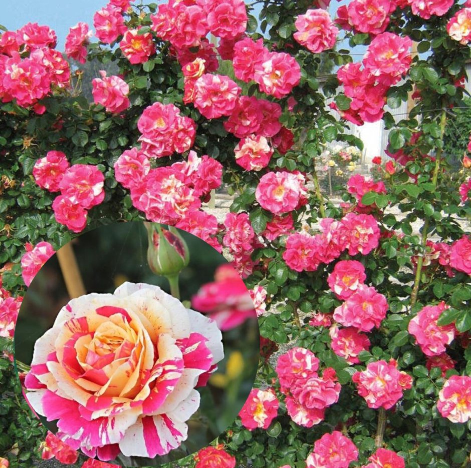 Роза плетистая ваниль