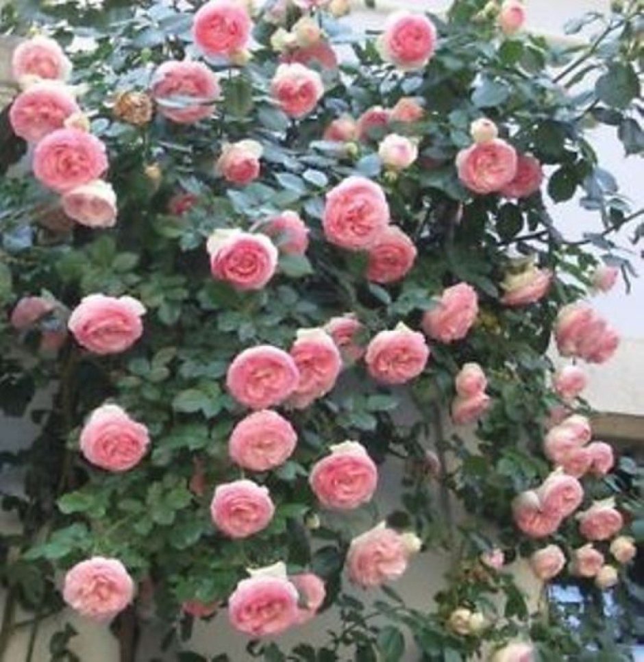 Плетистые розы Нахема