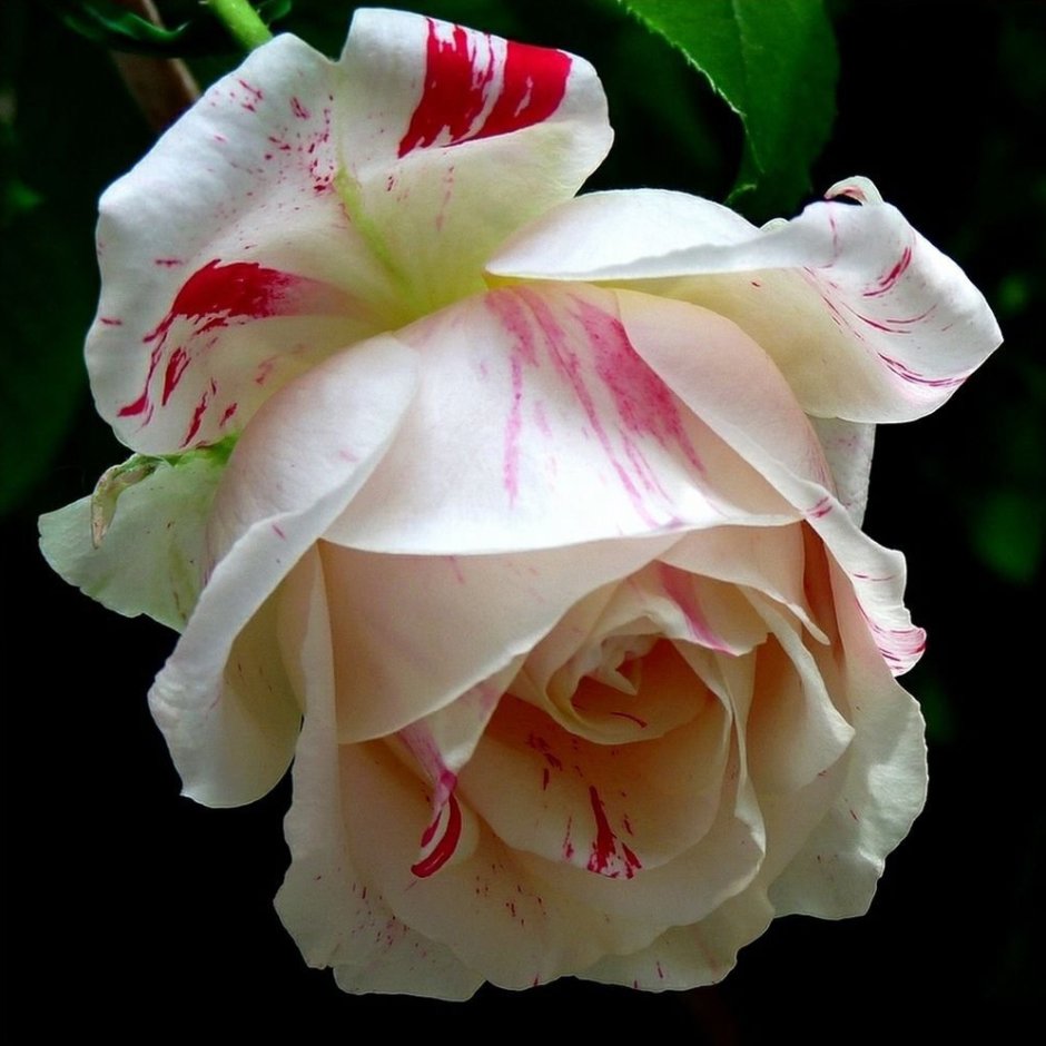 Ванилла роза плетистая