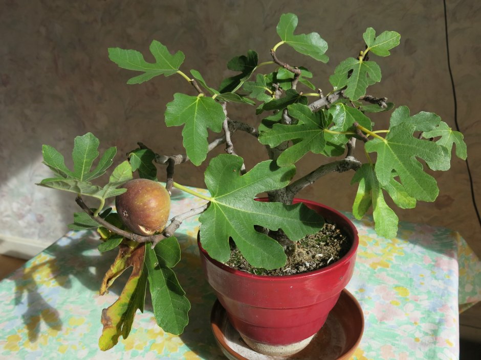 Фикус Карика, инжир – Ficus carica